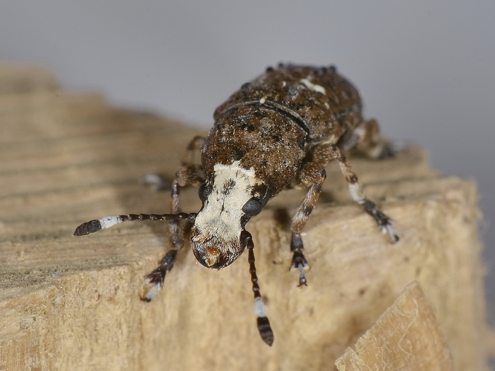 Platystomos albinus (Anthribidae)